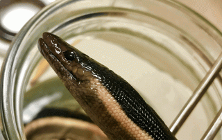 A small eel-like creature being held by a pair of tweezers out of a jar