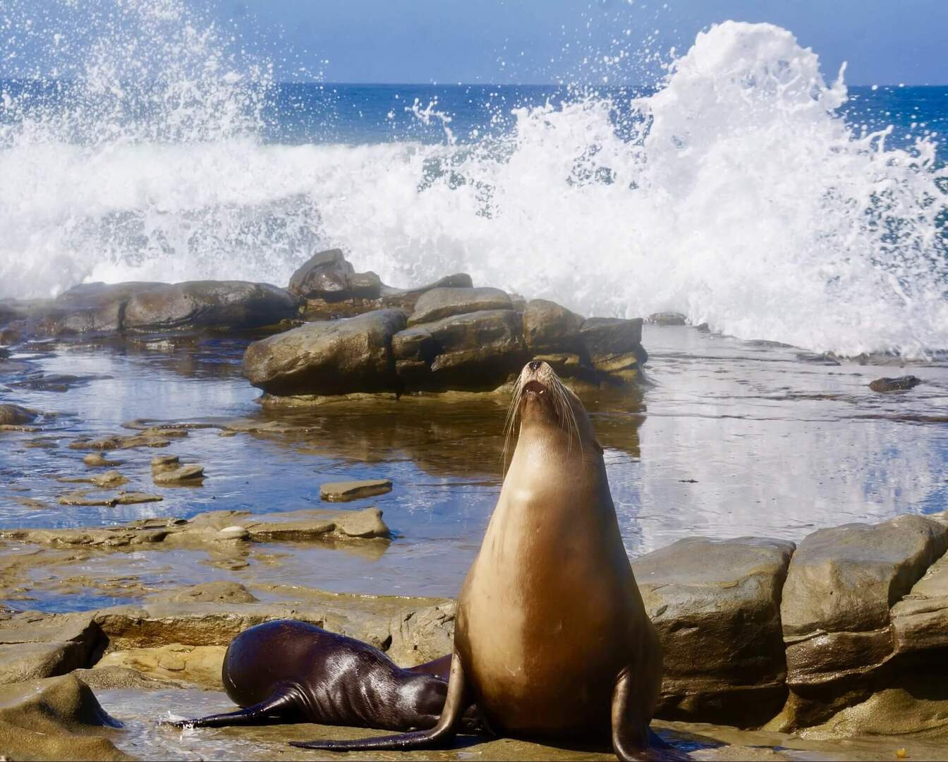 Two seals sit on wet rocks with waves crashing behind them