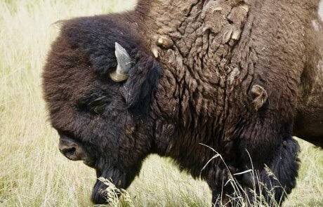 A head-on side shot of a brown bison