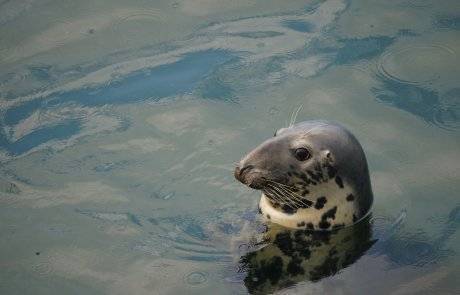 seal head pops up out of water