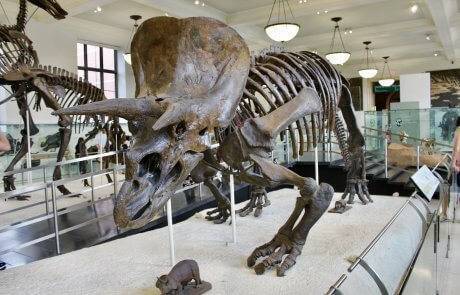 skeleton of triceratops in museum exhibit