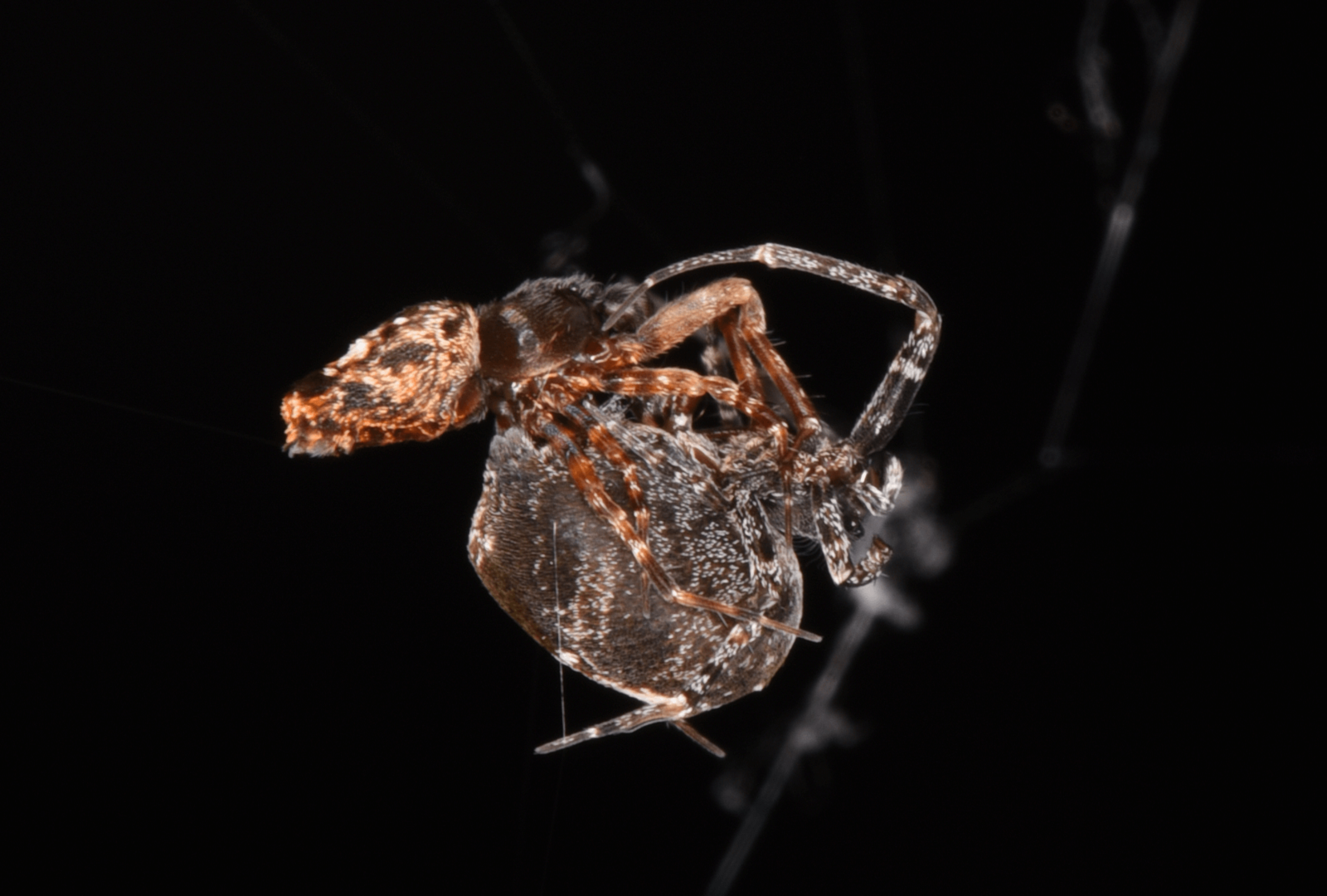 Two Philoponella prominens spiders mating CREDIT Shichang Zhang 2
