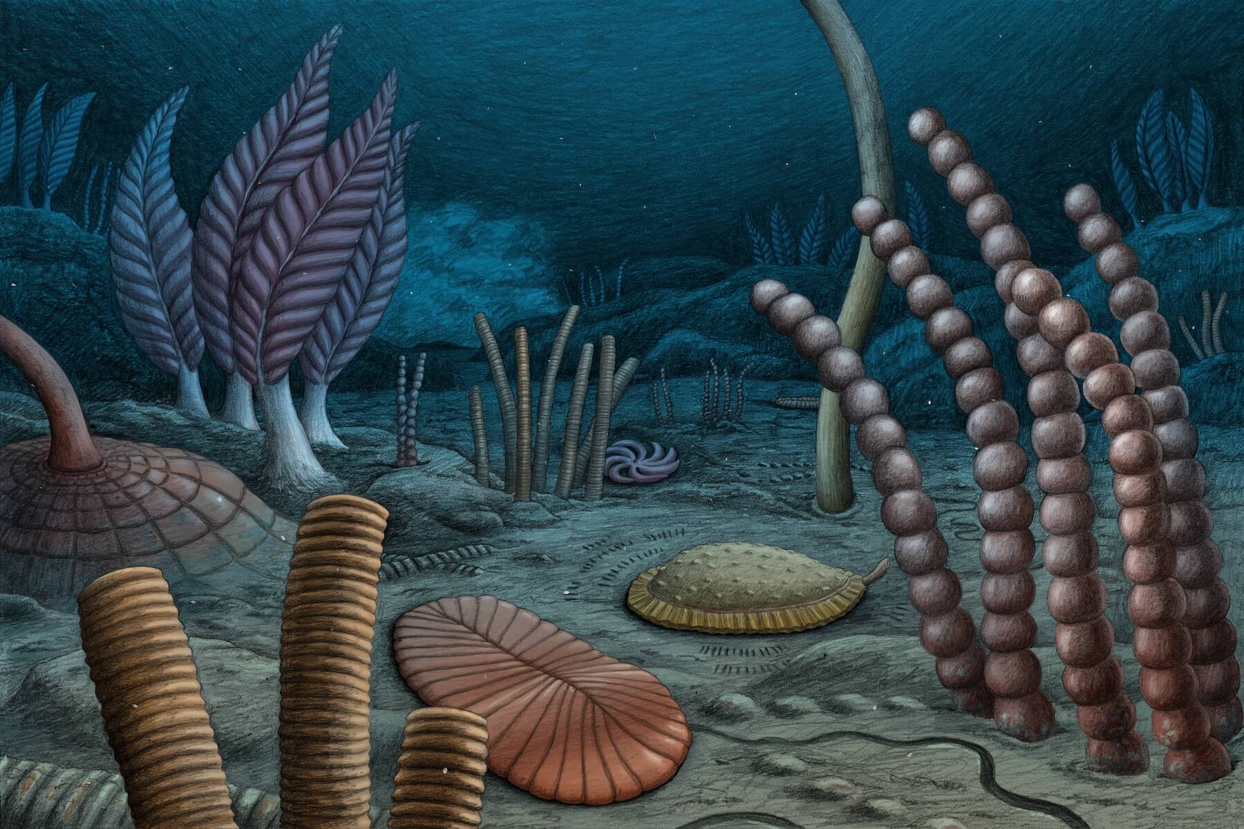 Ediacaran Reconstruction_Alex Boersma (1)